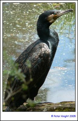 Great cormorant Healsville Sanctuary 134_s.jpg