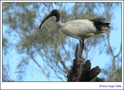 Straw-necked Ibis Healsville Sanctuary 041_s.jpg