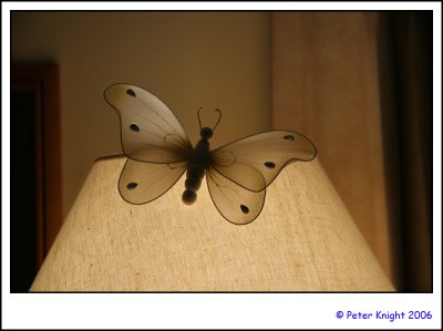 04-Aug-06 Alighting butterfly 7535.jpg