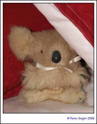 08-Aug-06 Shy Koala 7607.jpg