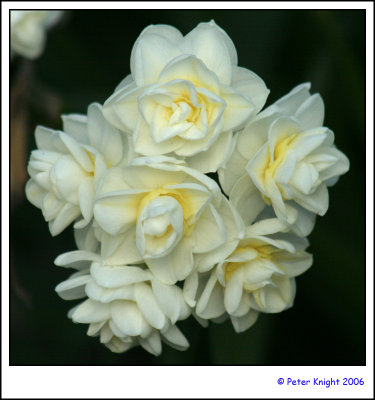 07-Aug-06 Narcissus Tazetta 7661.jpg