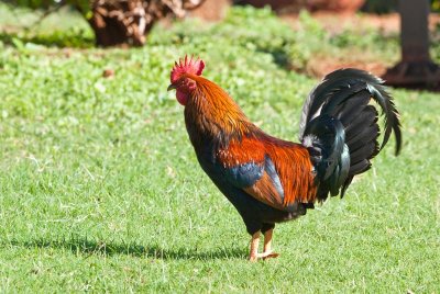 Island Rooster