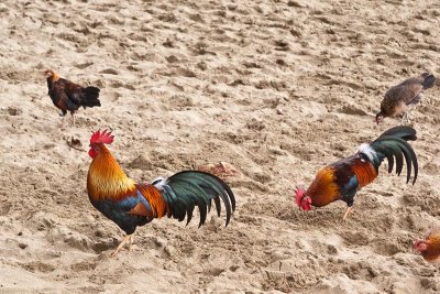 Beach Roosters