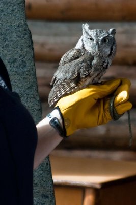 Easter Screech Owl