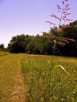 The Line Where Nature Begins