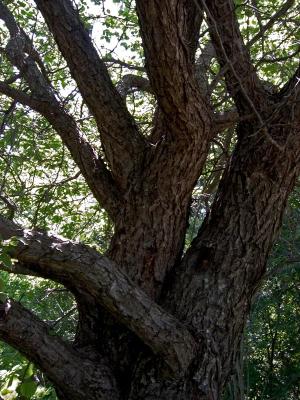 Mating Trees