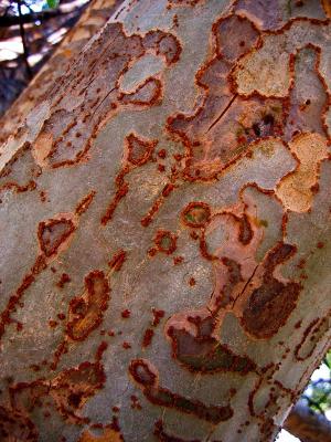 Patterned Bark