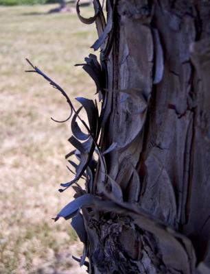 Peeling Bark