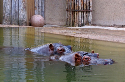 Hippopotami