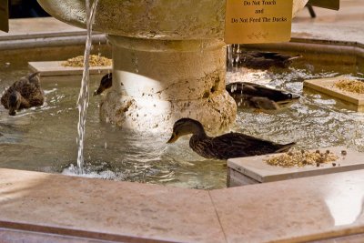 Peabody Ducks