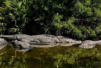 Sunning