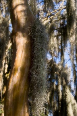 Spanish Moss