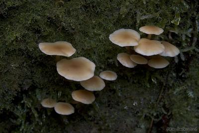 Arve mushrooms