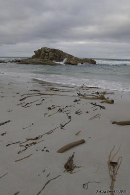 Friendly Beaches kelp #1