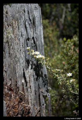 Tasmanian daisy bush