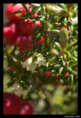 Pink Mountain Berry flower
