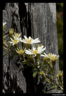 Tasmanian daisy bush - 3
