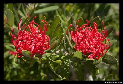 Waratah bloom #5