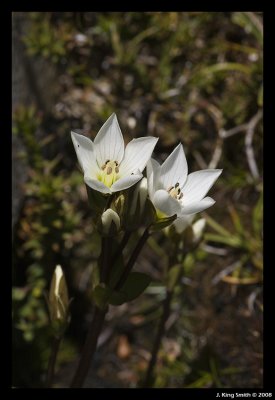 Flower pair