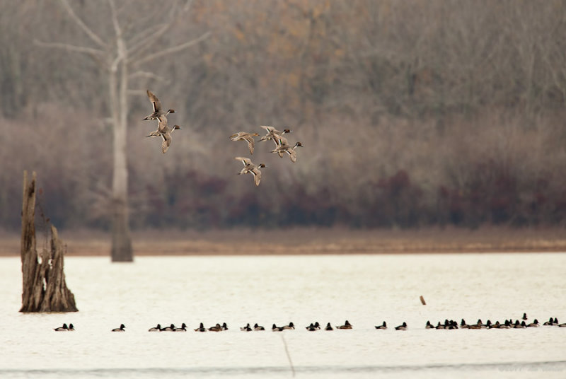 Northern Pintail