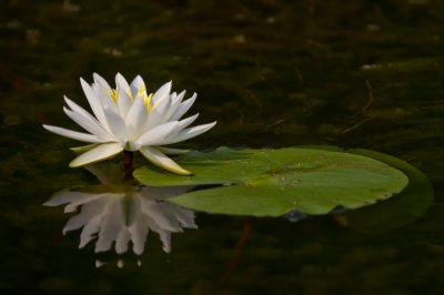 Fragrant Water-Lily