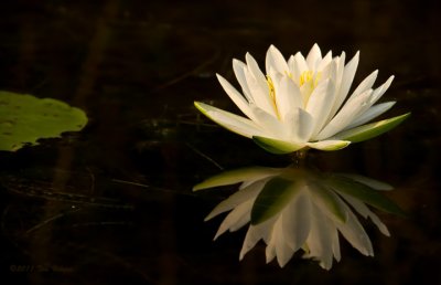  Fragrant Water-Lily