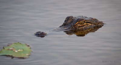 American Alligator