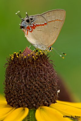 Red-banded Hairstreak