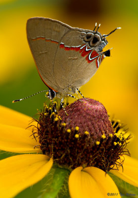 Butterflies