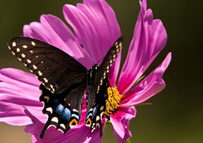 Black Swallowtail