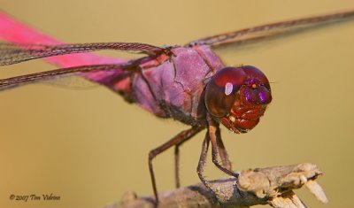 Roseate Skimmer  ♂