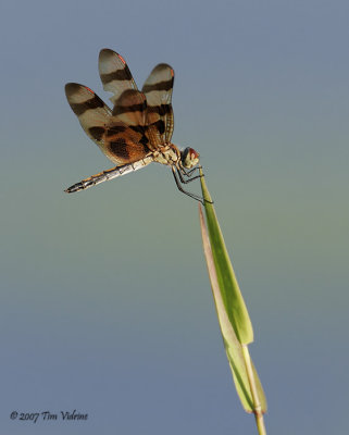 Halloween Pennant