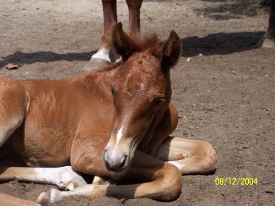 An Angel at one day old