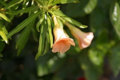 Peachy Bells