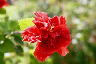 Red is for Passion