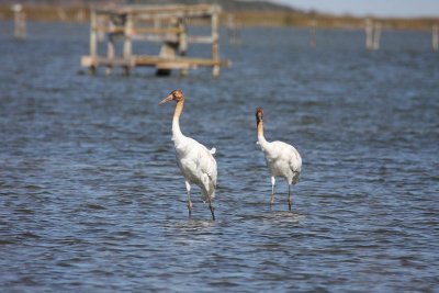 Whooping cranes (immature)