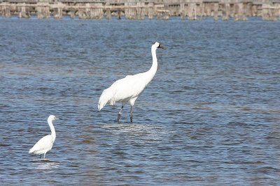 Whooping crane and immature Little blue heron