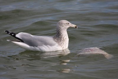 Herring gull (and his fish)