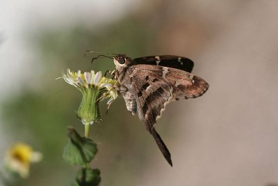 Long-tailed skipper