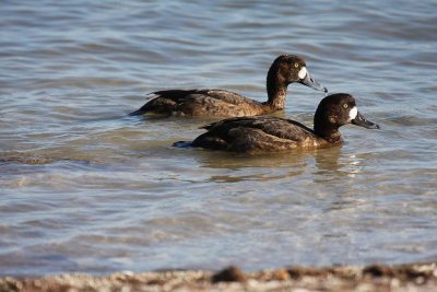 Lesser and Greater scaups (females)