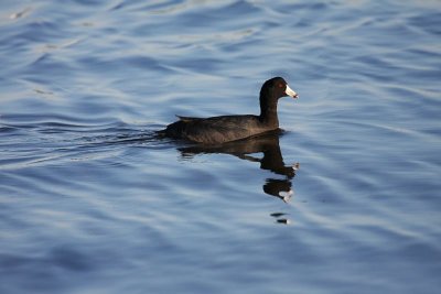 American coot