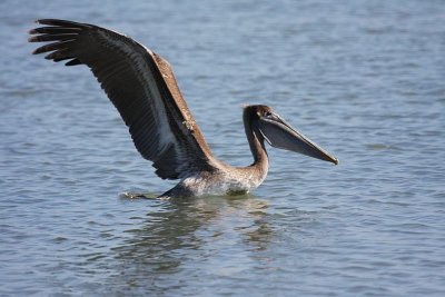 Brown pelican