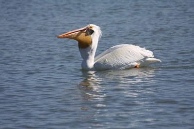 American white pelican with fish