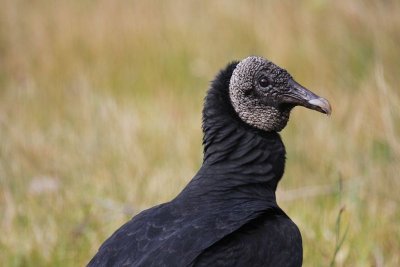 Black vulture
