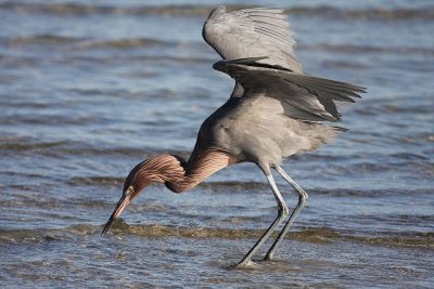 Reddish egret