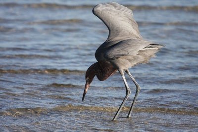 Reddish egret