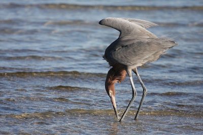 Reddish egret