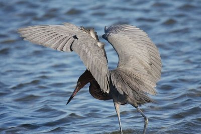 Reddish egret