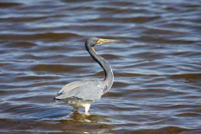 Tricolored heron