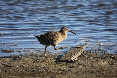 Clapper rail